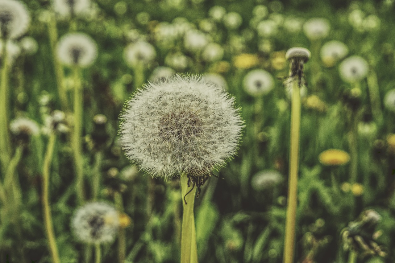 dandelion meadow spring free photo