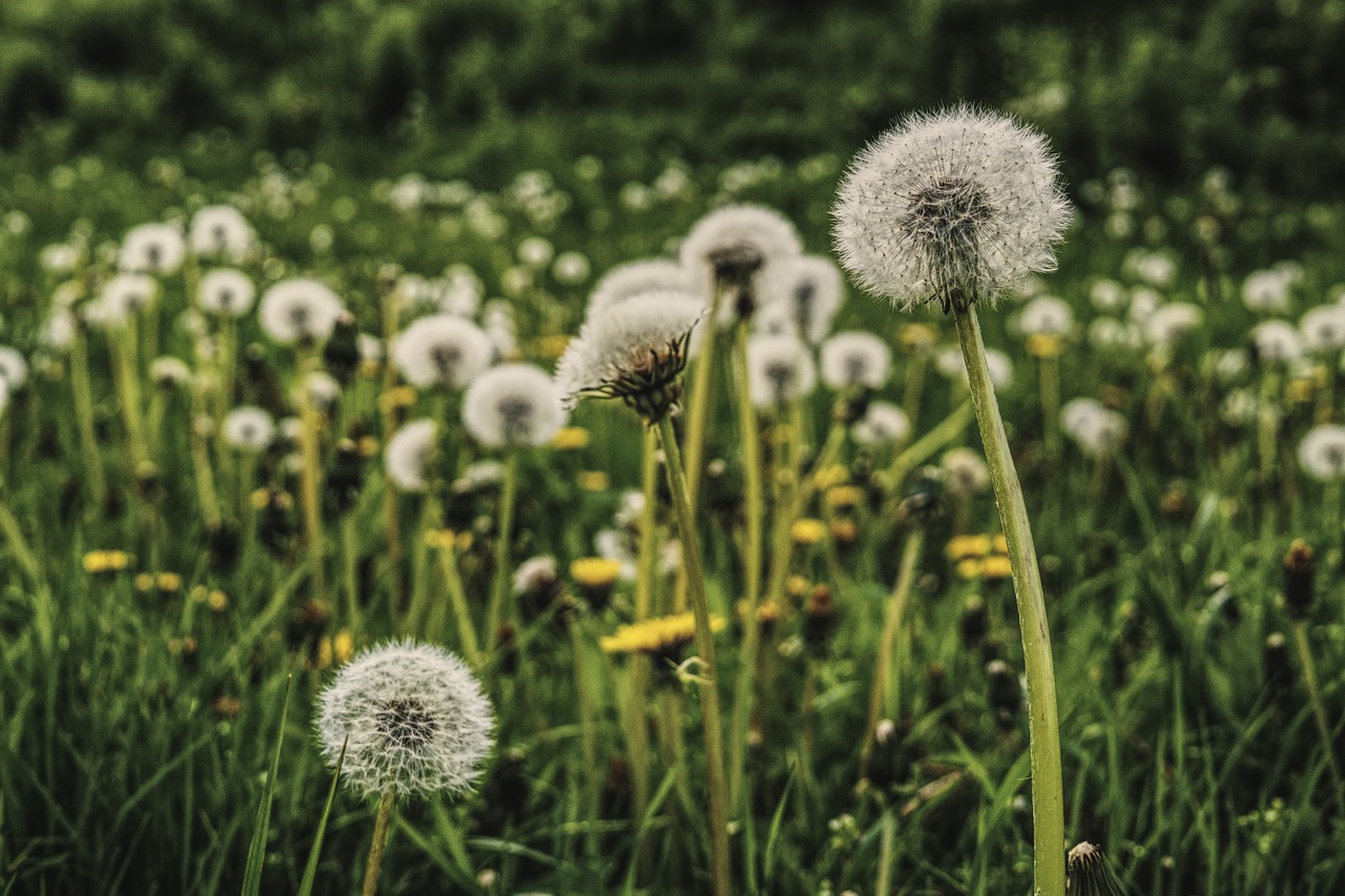 dandelion meadow spring free photo