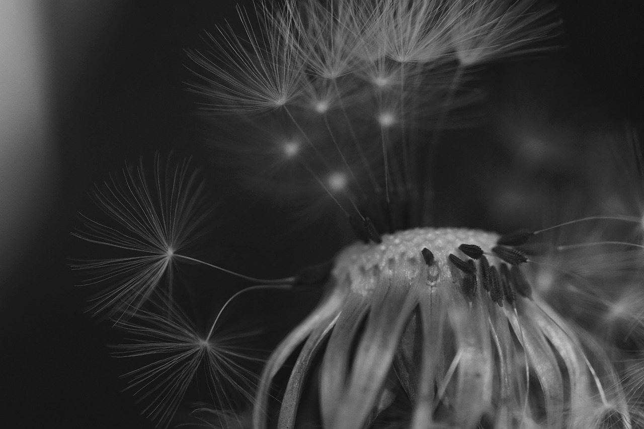 dandelion black and white close free photo