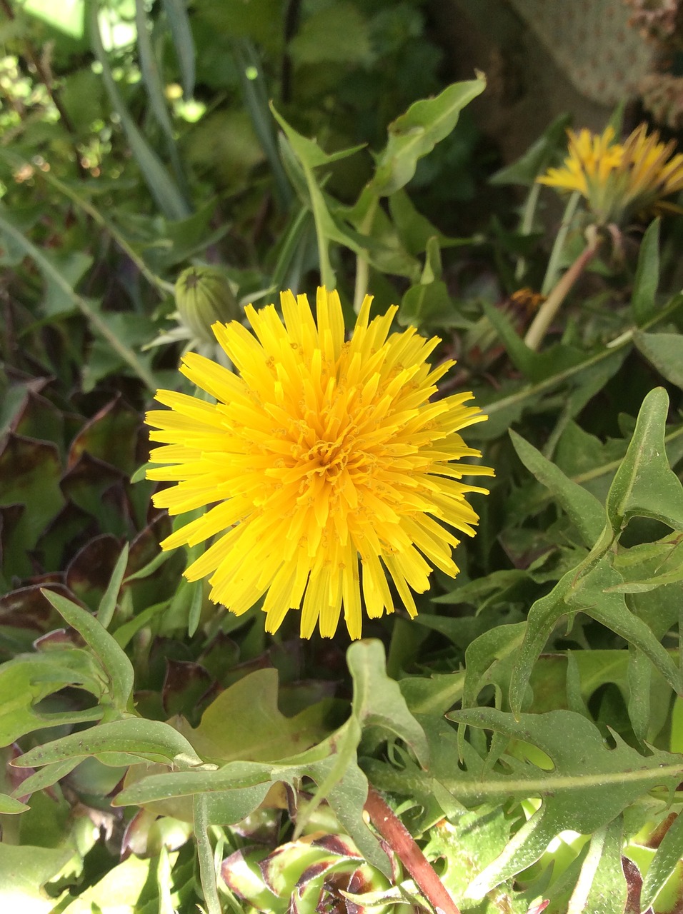 dandelion flower wild flower free photo