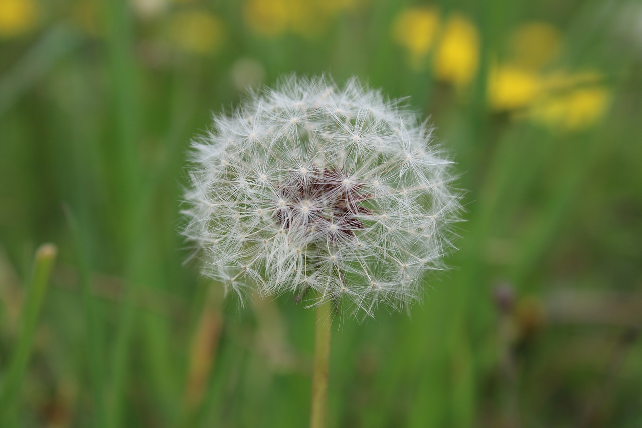 dandelion white green spring free photo