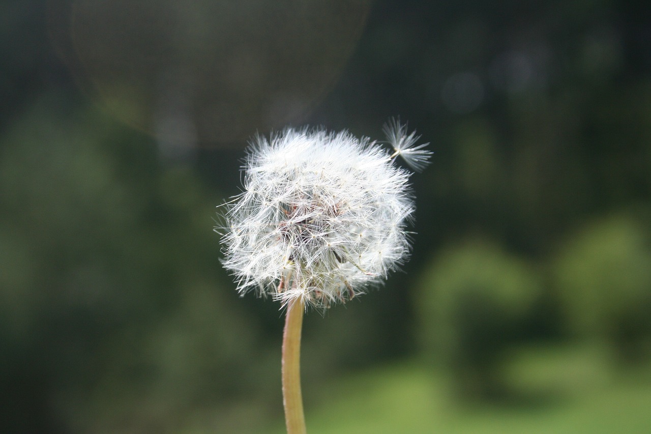 dandelion spring flower free photo