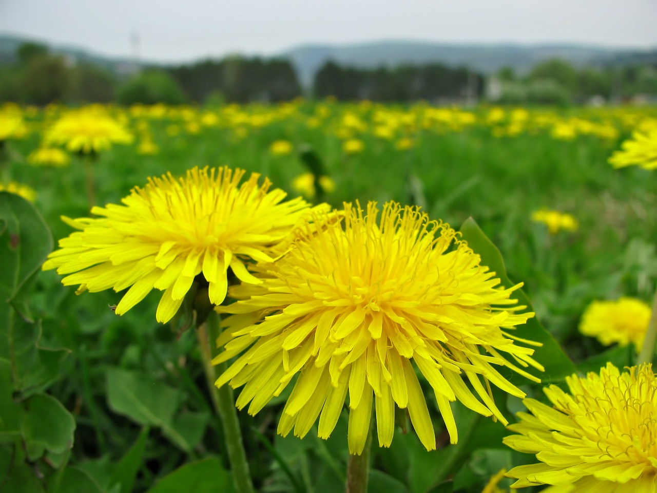 dandelion flower blossoms free photo