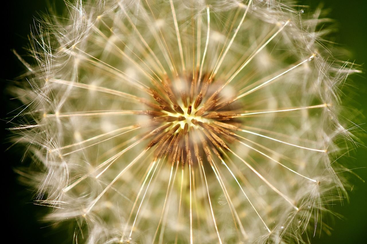 dandelion pointed flower close free photo