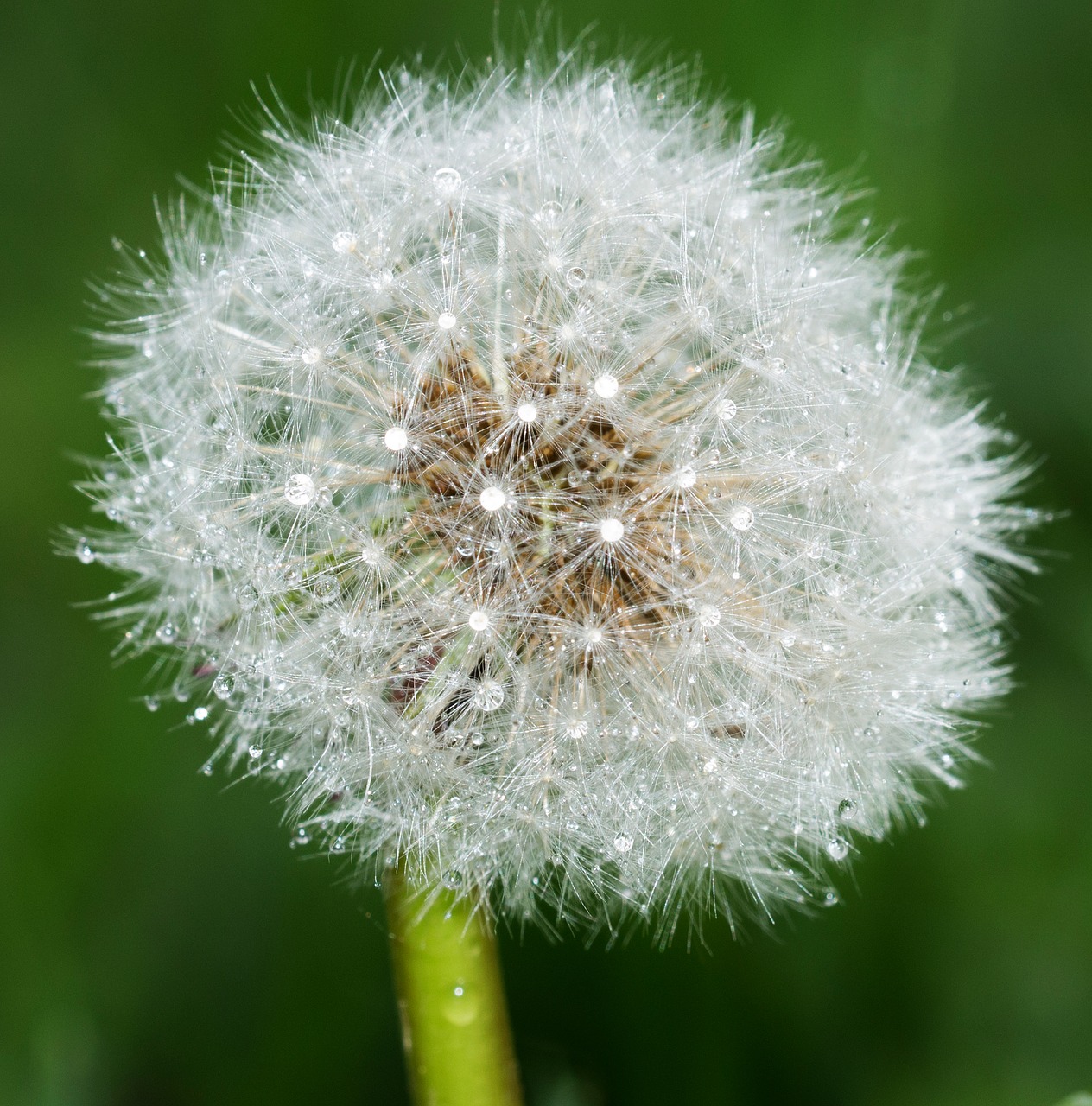 dandelion nature jarné flowers free photo