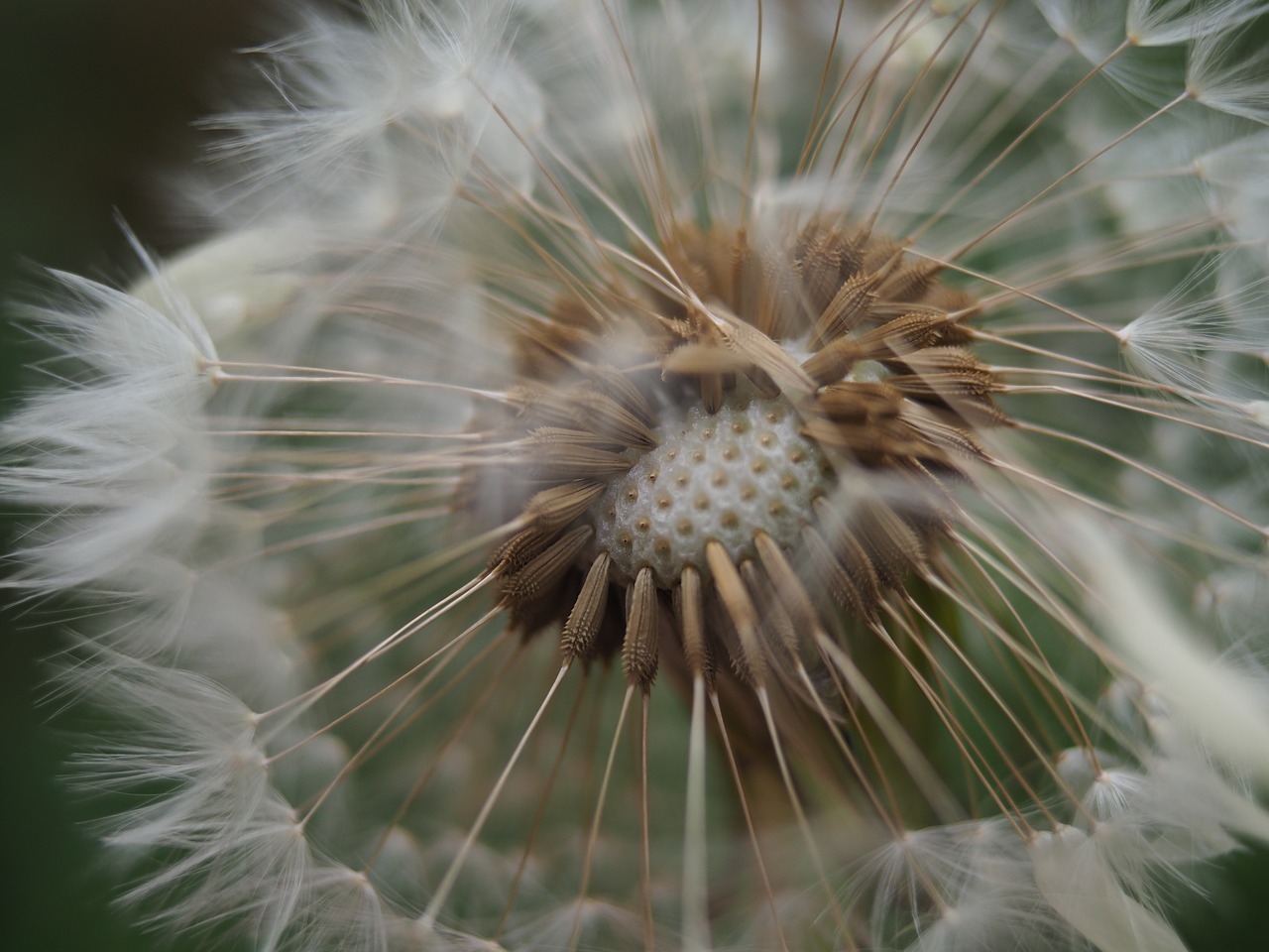 dandelion flower spring free photo