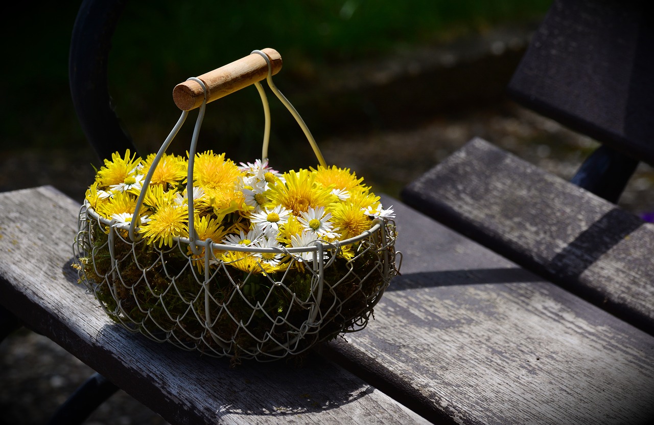 dandelion daisy flowers free photo