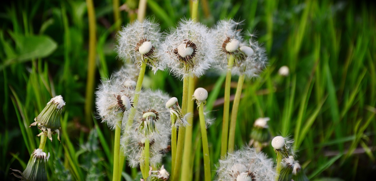 dandelion common dandelion pointed flower free photo