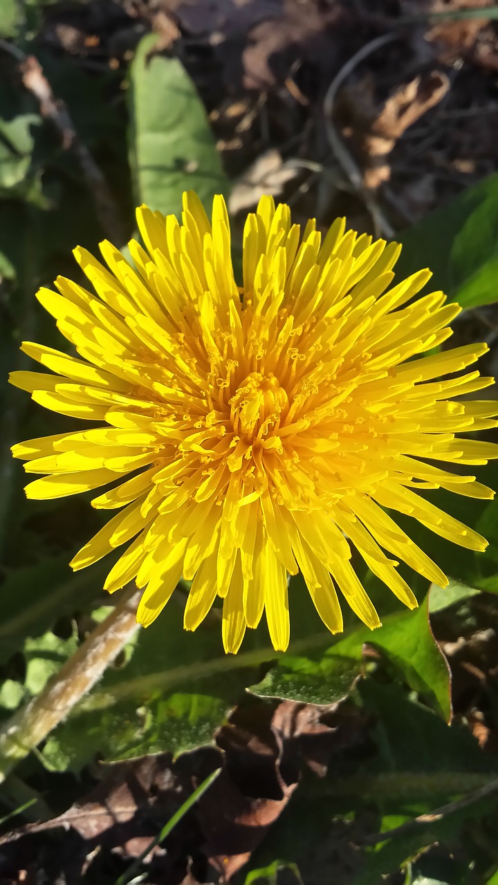 dandelion flower spring free photo