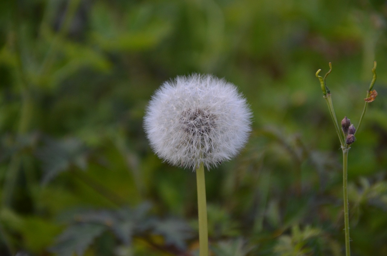 dandelion seeds nature free photo