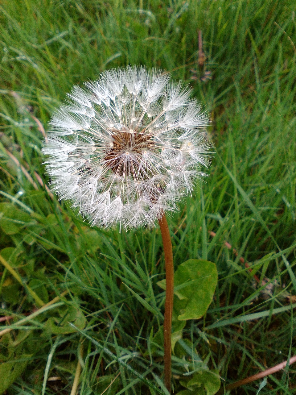 dandelion flower grass free photo