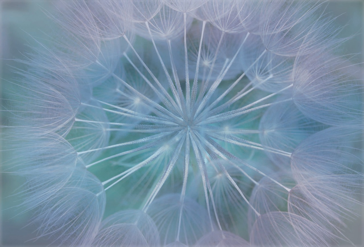 dandelion nature soft free photo
