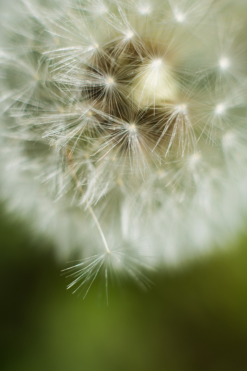 dandelion close flower free photo