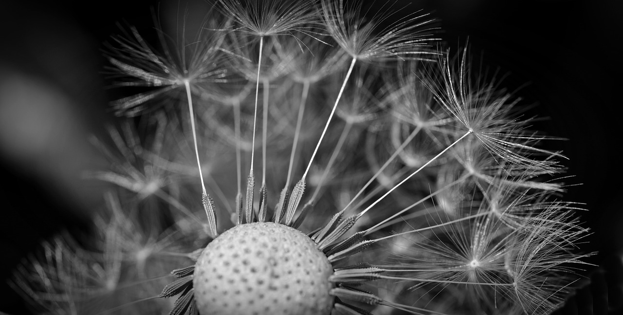 dandelion seeds close free photo