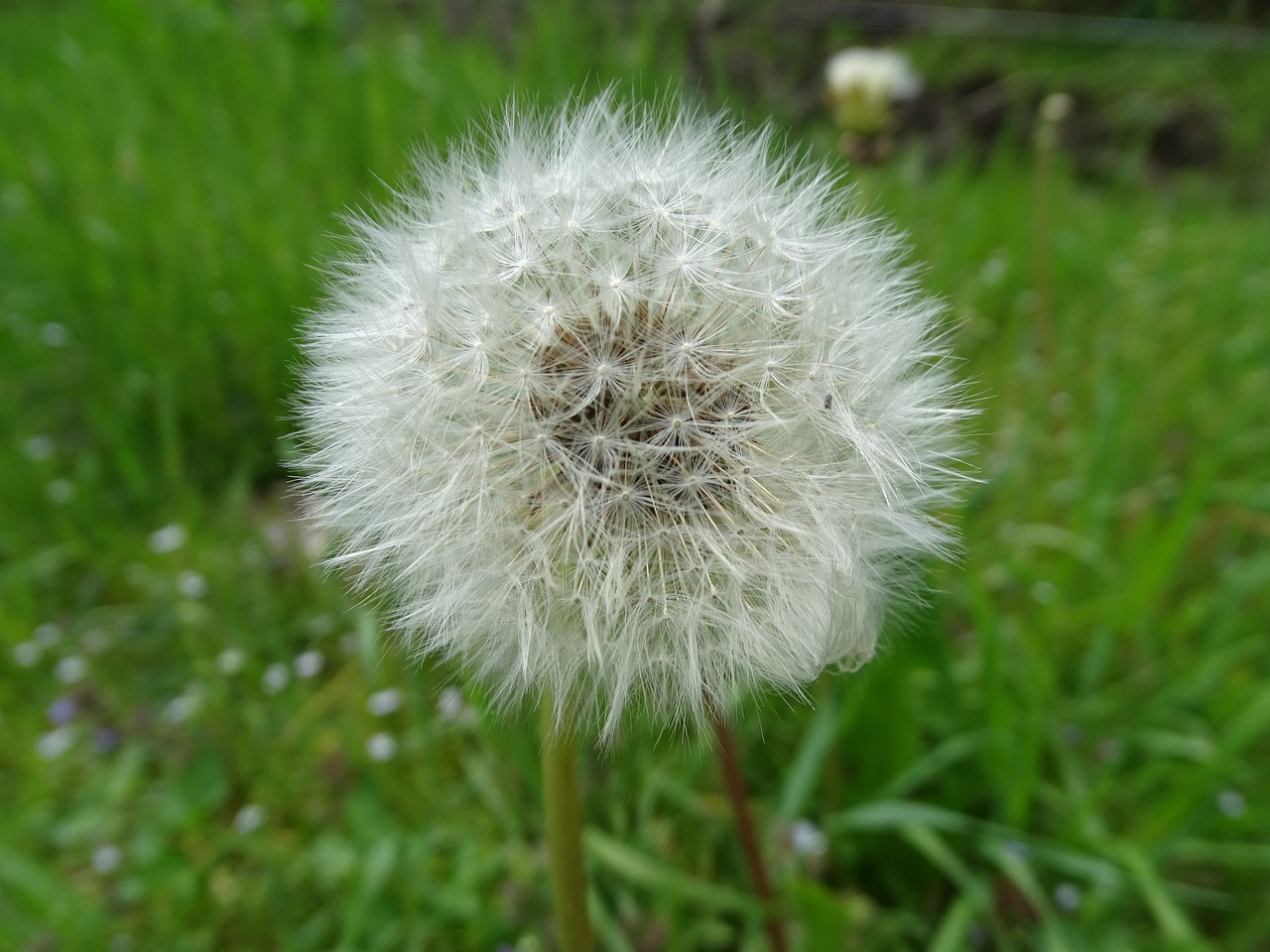 dandelion common dandelion pointed flower free photo