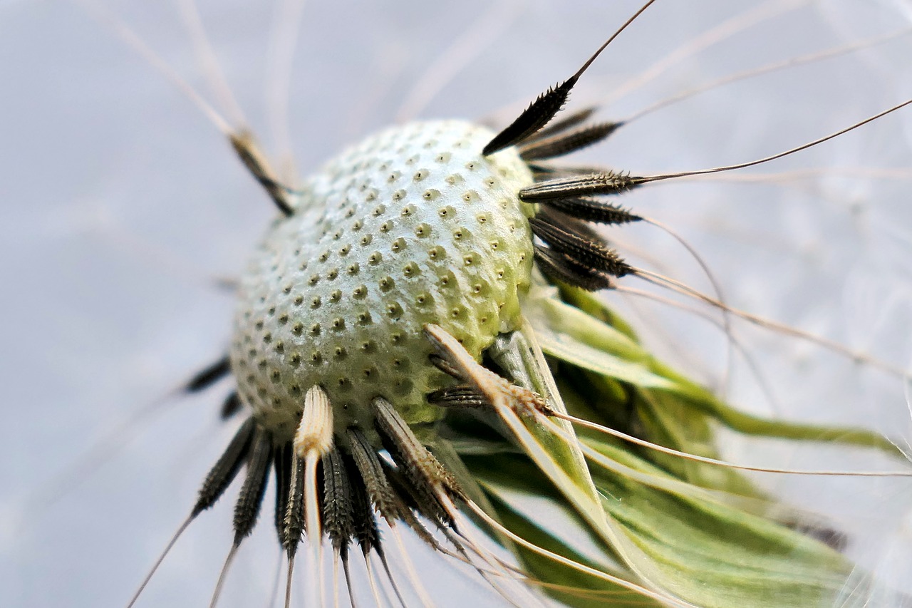 dandelion blossom bloom free photo