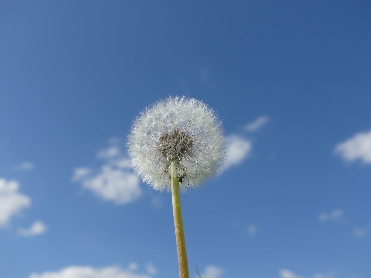 dandelion sky free pictures free photo