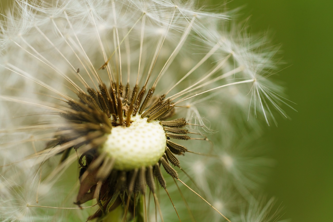 dandelion seeds blossom free photo