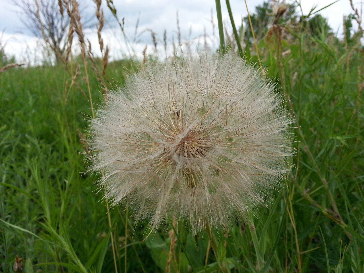 dandelion nature flora free photo