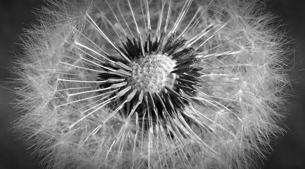 dandelion close macro free photo