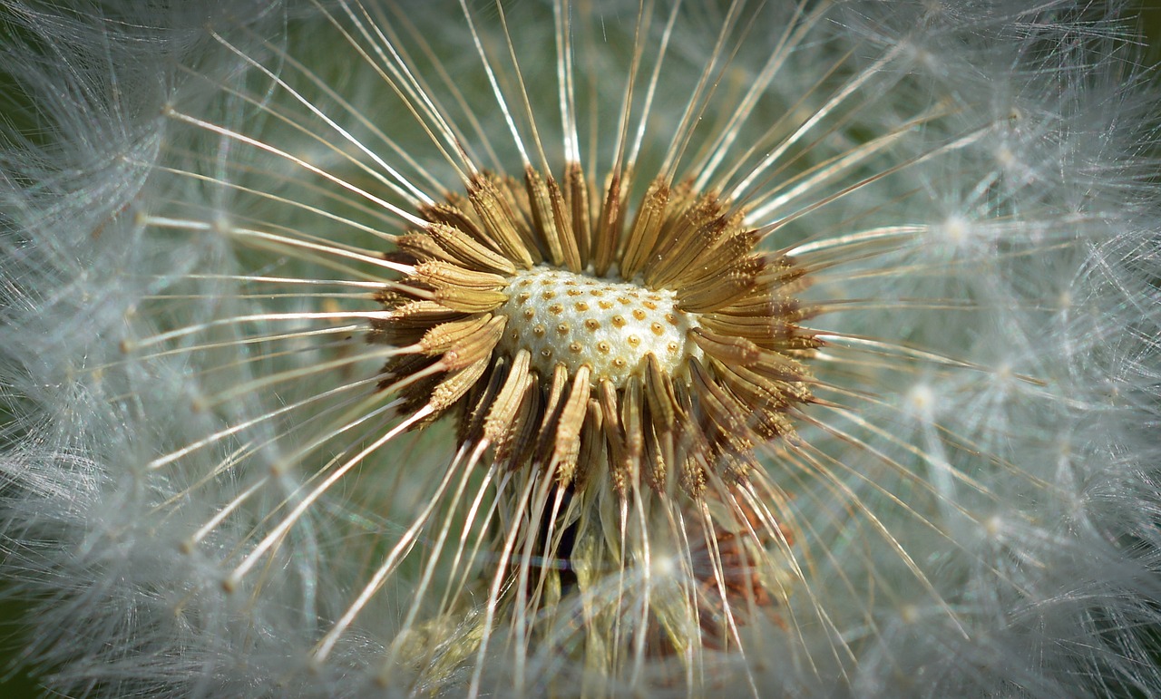 dandelion close macro free photo