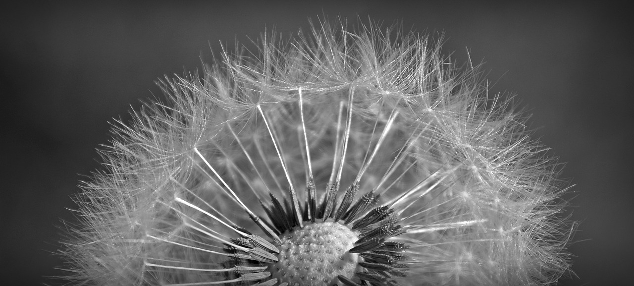 dandelion close macro free photo