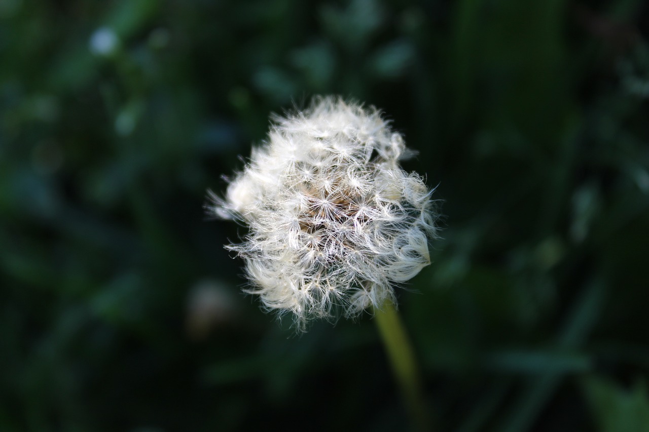 dandelion nature flower free photo