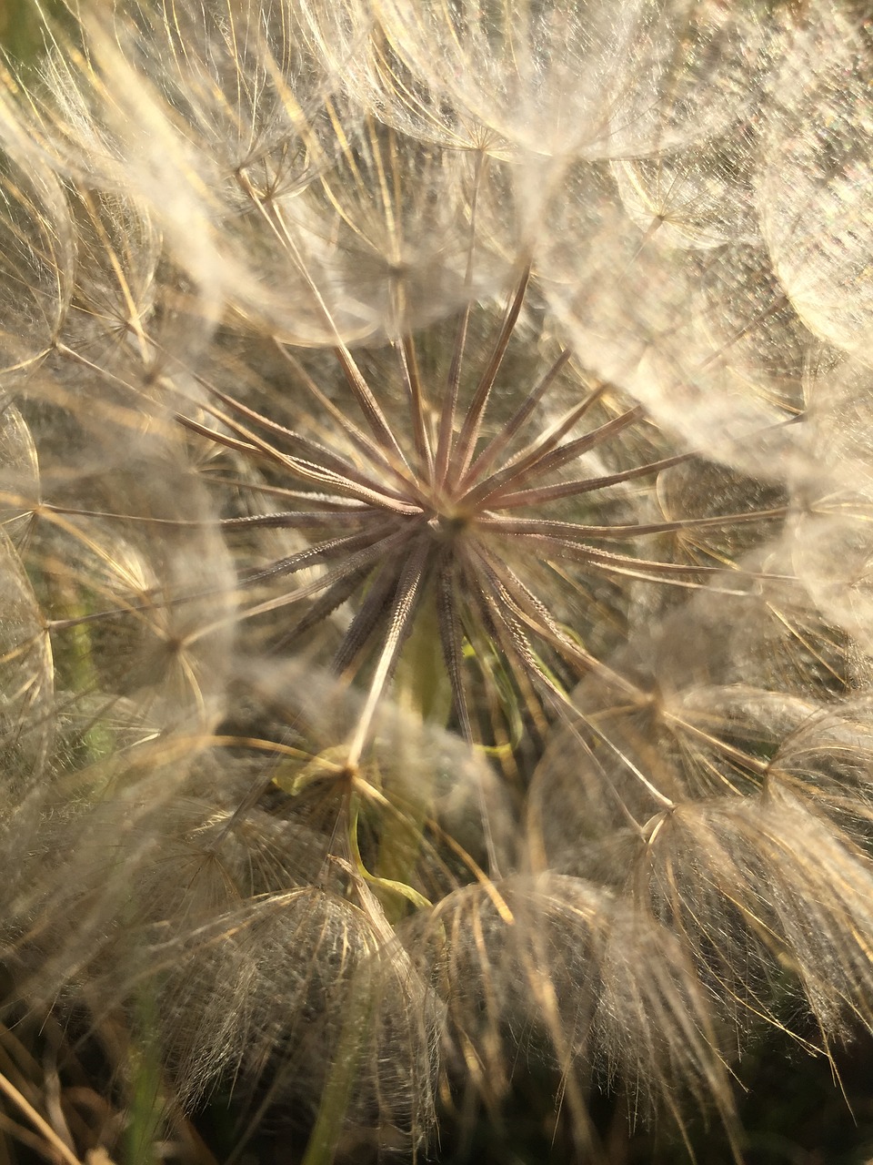 dandelion mood close free photo