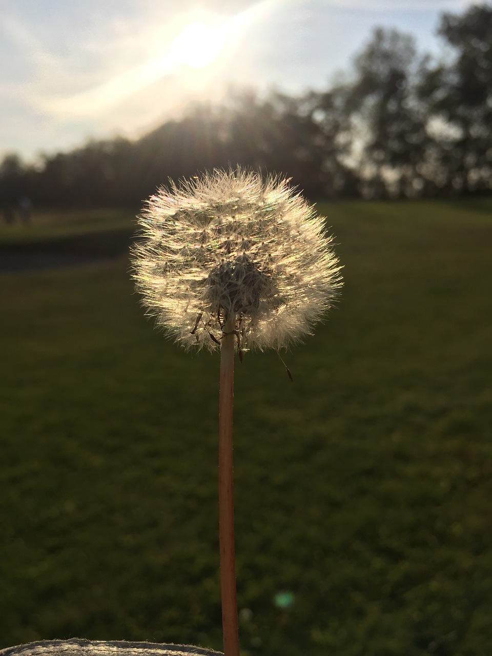 dandelion mood pointed flower free photo