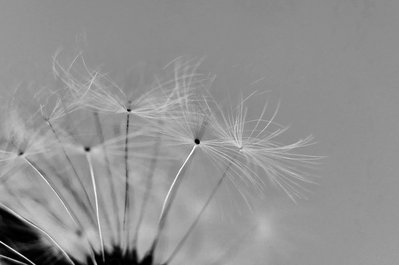 dandelion dandelion flower umbrella free photo