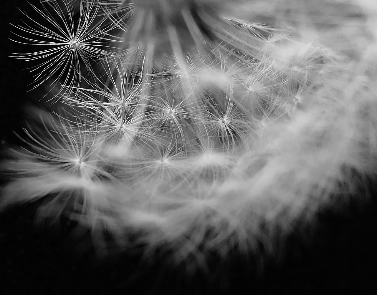dandelion dandelion flower umbrella free photo