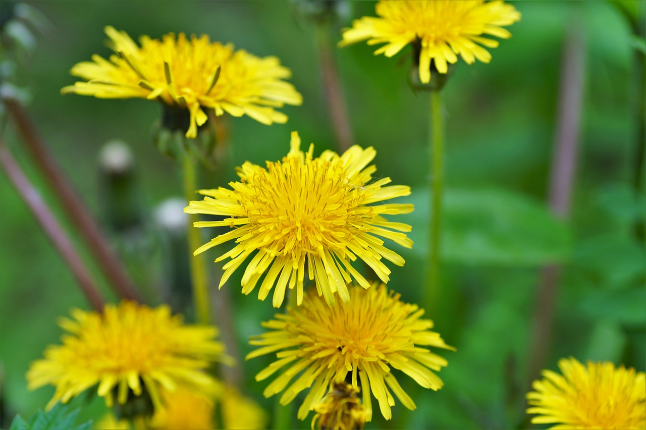 dandelion yellow spring free photo
