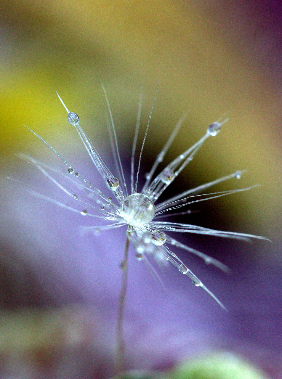 dandelion drops macro free photo