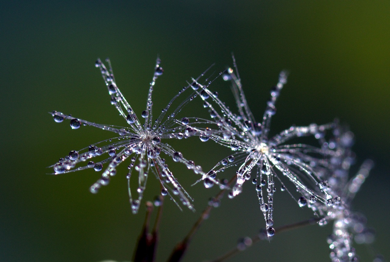 dandelion drops macro free photo