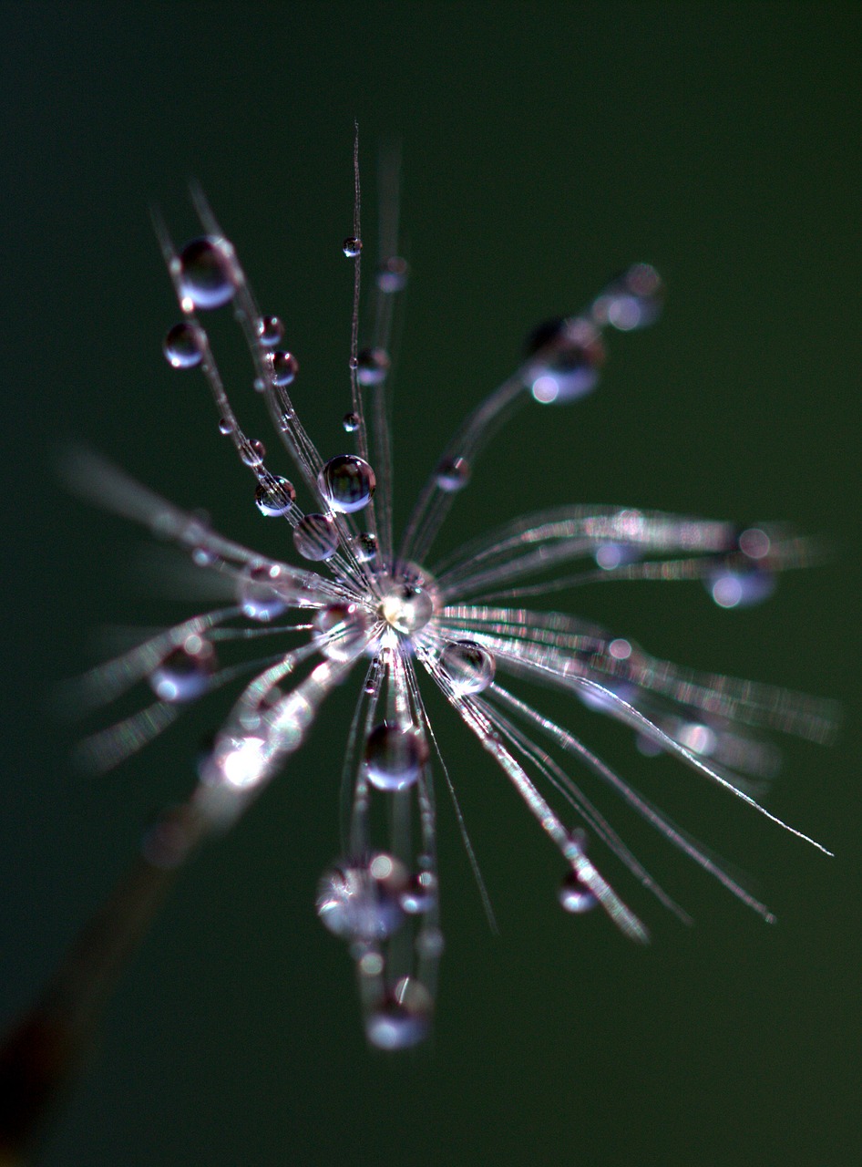 dandelion drops macro free photo