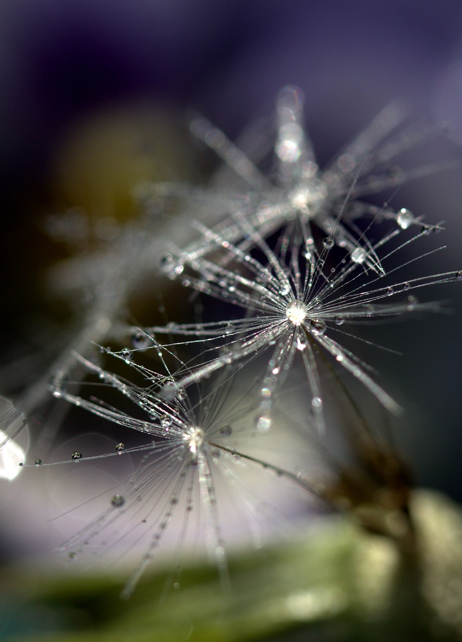 dandelion drops macro free photo