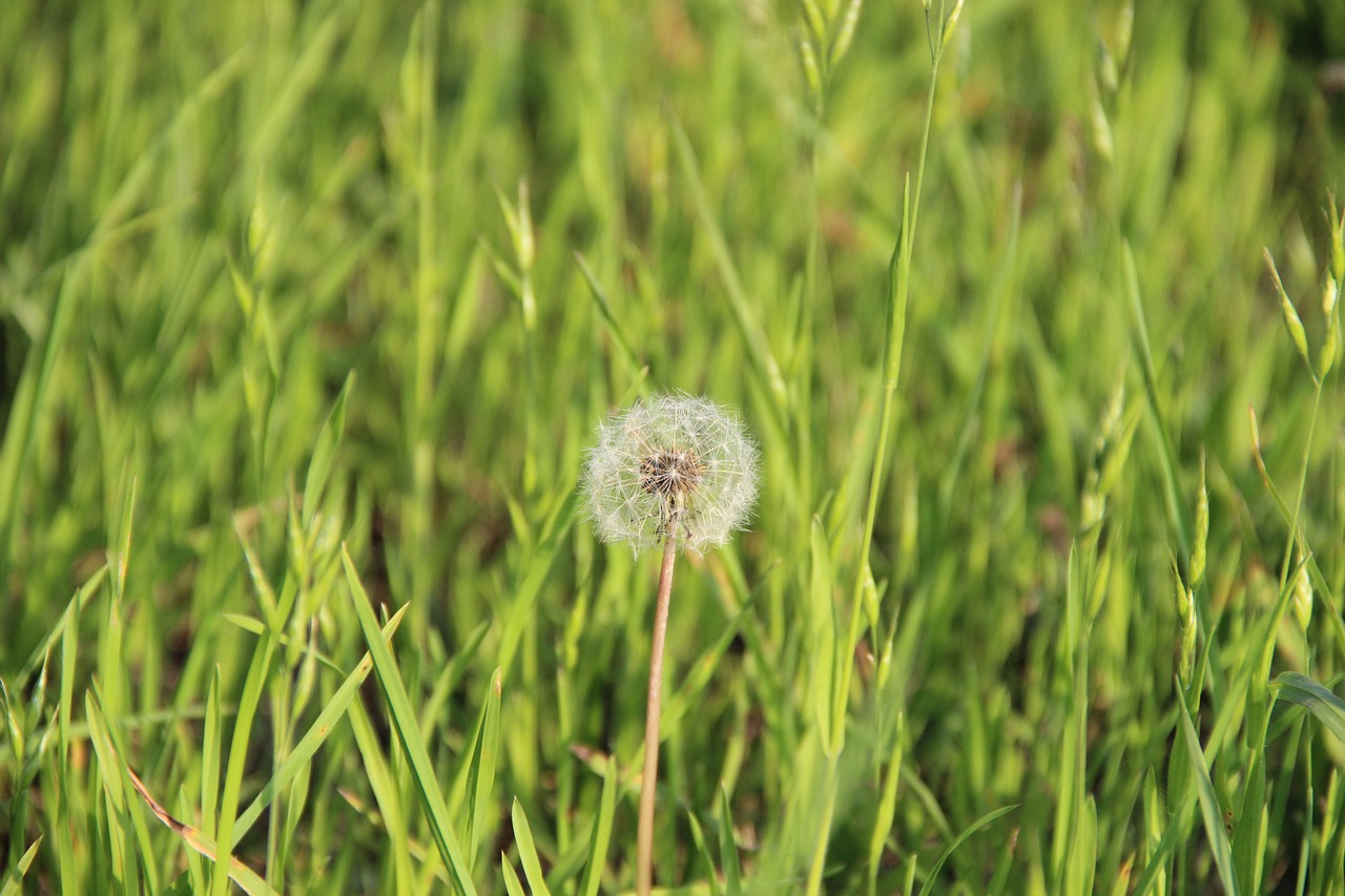 dandelion nature close free photo