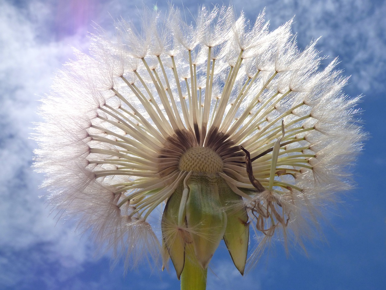 dandelion seeds angelitos free photo