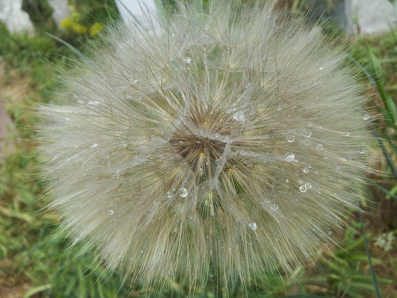 dandelion white yellow free photo