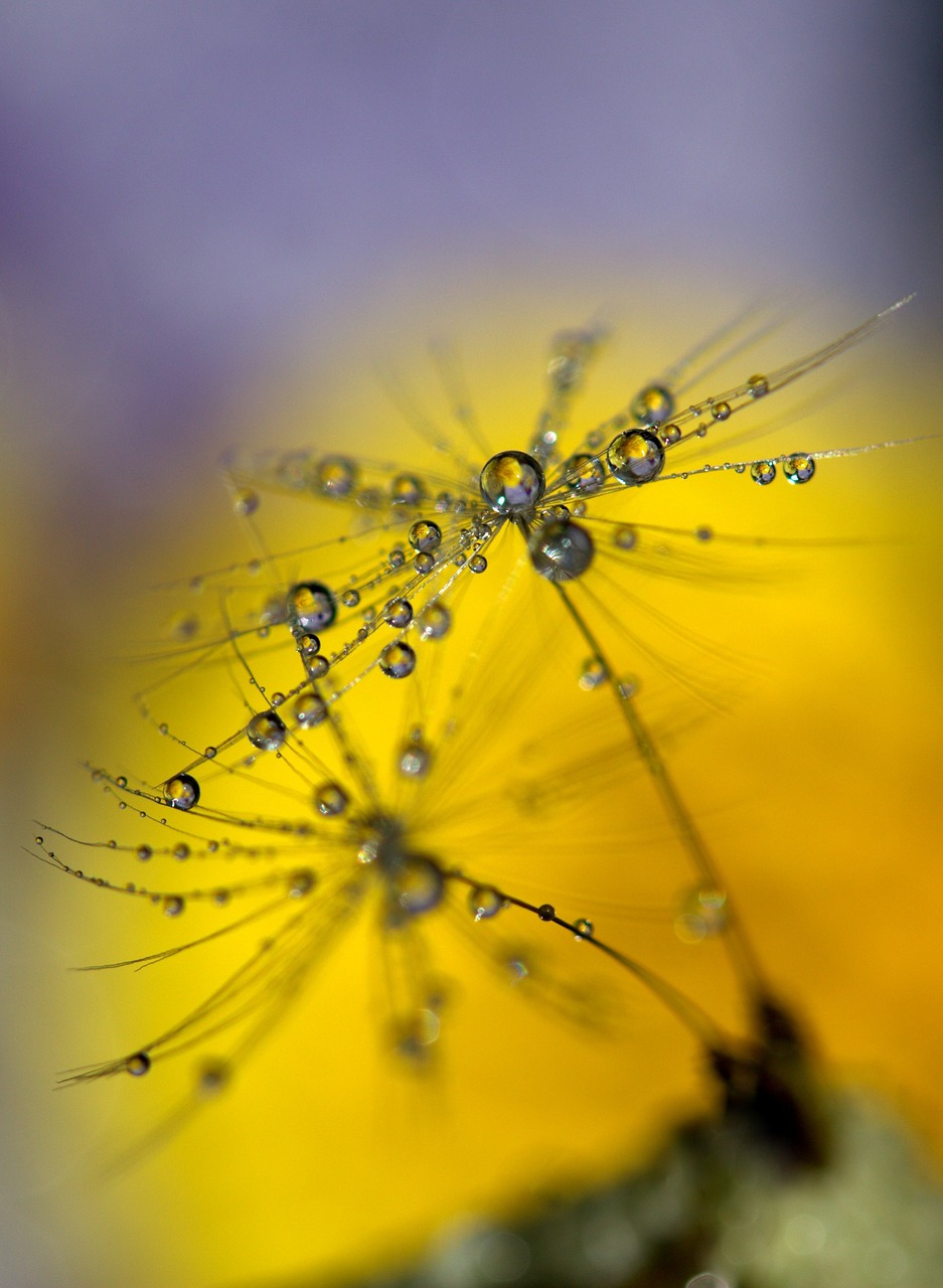 dandelion drops wet free photo