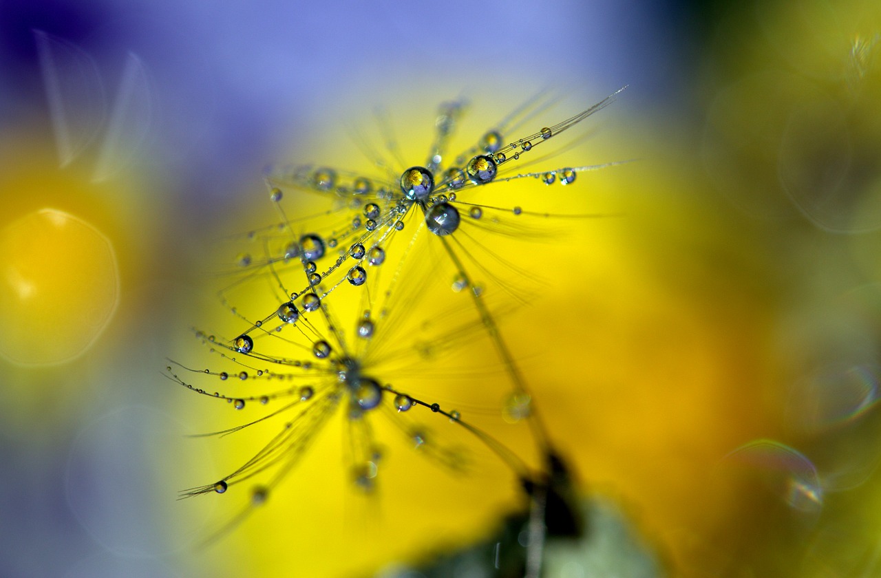 dandelion drops wet free photo