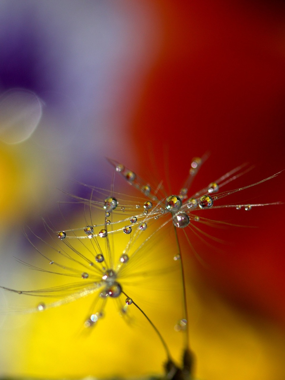 dandelion drops wet free photo