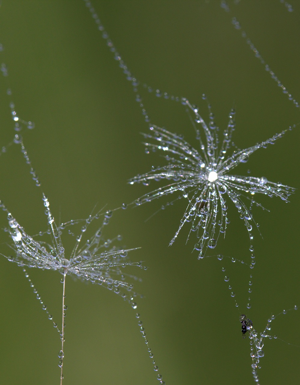 dandelion spider web drops free photo