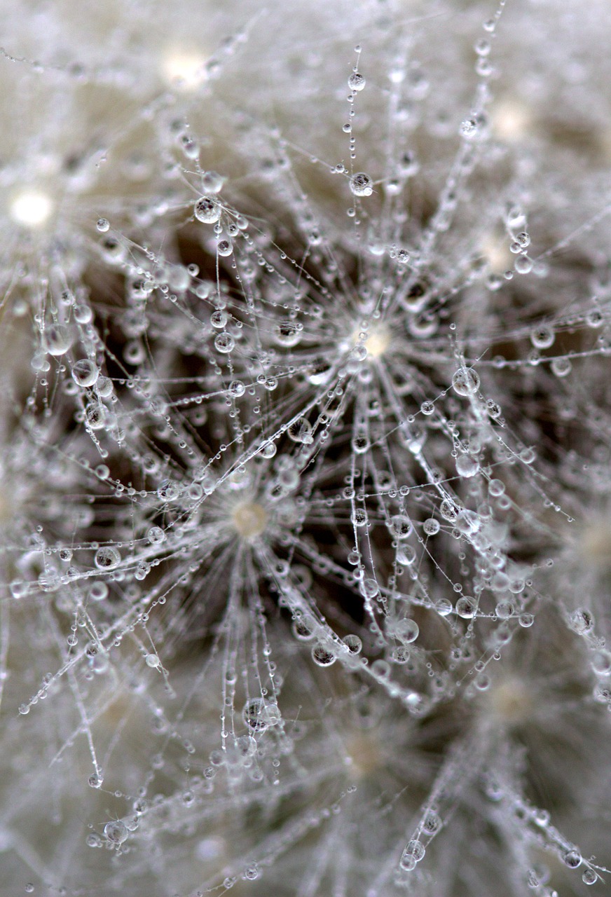 dandelion drops wet free photo