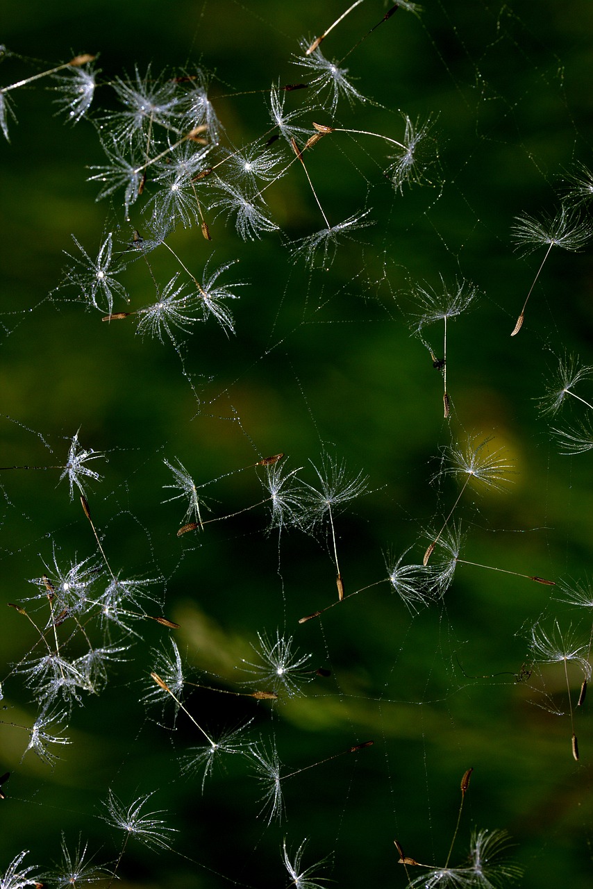 dandelion spider web drops free photo