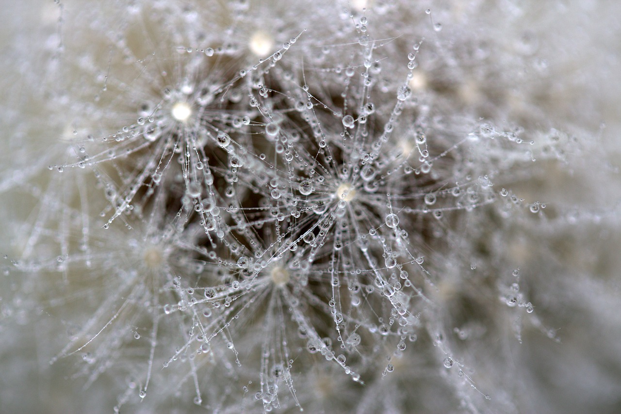 dandelion drops wet free photo