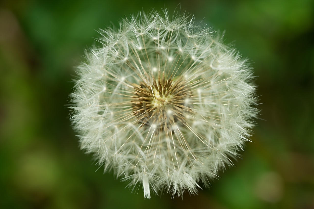 dandelion seeds macro free photo