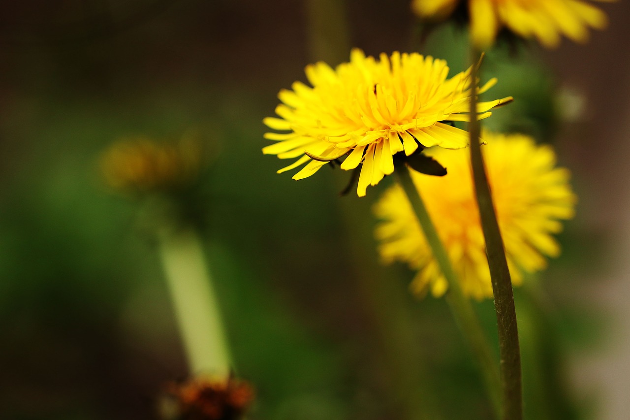 dandelion spring spring flower free photo