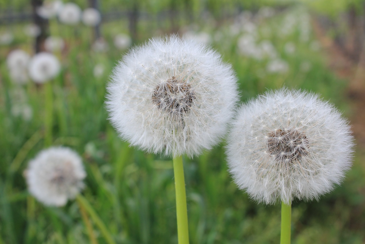 dandelion field common dandelion free photo