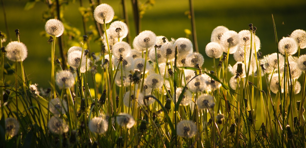 dandelion back light pointed flower free photo